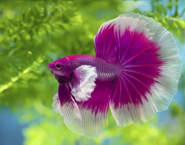 Betta Fish